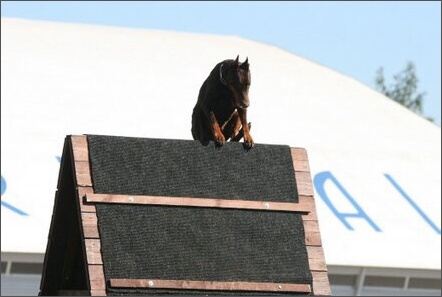 Sasha - Estonia championship 2007  in IPO 3